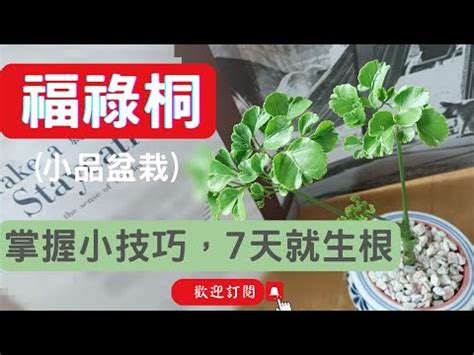 福祿桐水培栽培法|【福祿桐可以水耕嗎】福祿桐水耕秘訣公開！輕鬆打造招財綠意